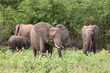 Fototapeta premium Afrikanischer Elefant / African elephant / Loxodonta africana.