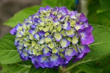 紫色を強めていくあじさい