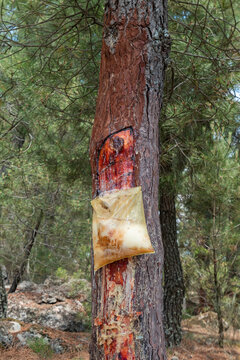 Colheita da resina sobre um pinheiro atrav&eacute;s de um saco pl&aacute;stico a meio de um pinheiral