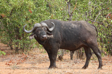 Fototapeta premium Kaffernbüffel / African buffalo / Syncerus caffer
