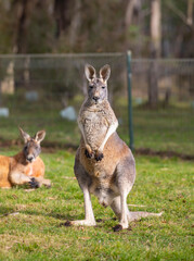 Red and grey Kangaroos at a wildlife conservation park near Adelaide, South Australia