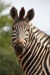 Naklejka premium Steppenzebra / Burchell's zebra / Equus burchellii