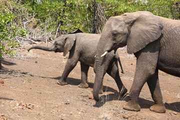 Afrikanischer Elefant / African elephant / Loxodonta africana.