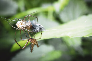 The spiders are breakfast