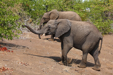 Afrikanischer Elefant / African elephant / Loxodonta africana.