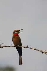 Weißstirnspint / White-fronted bee-eater / Merops bullockoides