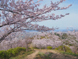和歌浦の満開の桜