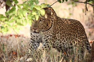 Leopard / Leopard / Panthera pardus.