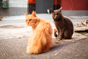 Street cats