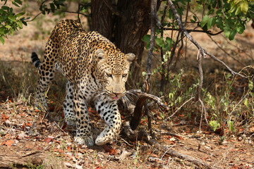 Leopard / Leopard / Panthera pardus.