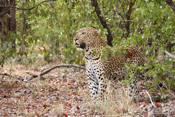 Leopard / Leopard / Panthera pardus.