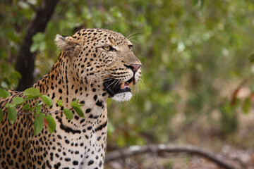 Leopard / Leopard / Panthera pardus...