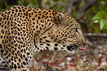 Leopard / Leopard / Panthera pardus.