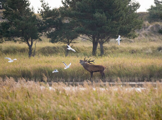 Der Rothirsch (Cervus elaphus), jägersprachlich Rotwild und seltener auch Edelhirsch genannt  © Zakaria Laperashvili