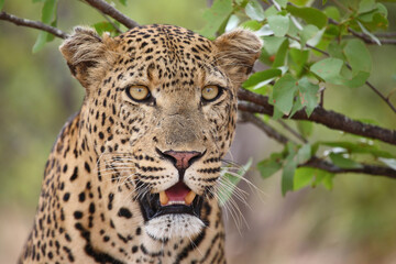 Fototapeta premium Leopard / Leopard / Panthera pardus...