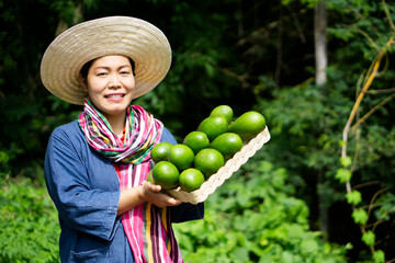 Asian woman gardener holds basket of green avocado fruits in garden. Concept : organic agriculture occupation lifestyle. Happy farmer. Sustainable living, grows crops for eating or selling. 