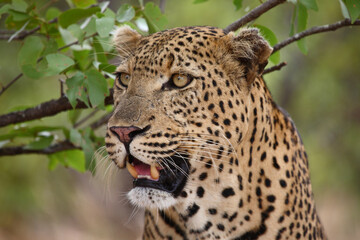 Leopard / Leopard / Panthera pardus...