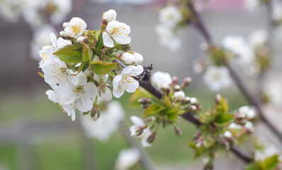 Cherry blossom flowers on a sunny day close-up in nature outdoors. Cherry blossoms in spring. Selective focus. Beautiful cherry orchard plantation. copy space.