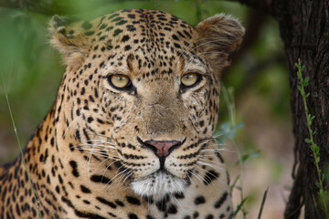 Obraz na płótnie Canvas Leopard / Leopard / Panthera pardus.