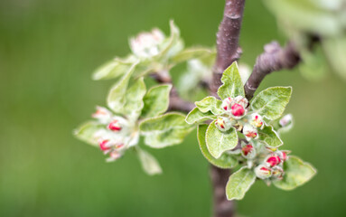 Pink flowers of a blossoming apple tree on a sunny day close-up in nature outdoors. Apple tree blossoms in spring. Selective focus. Beautiful apple orchard plantation.