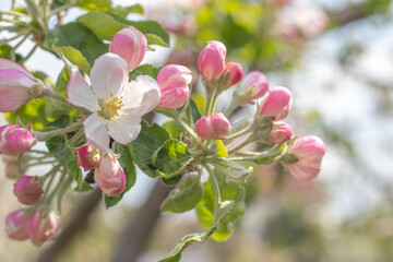 Naklejka na ściany i meble Pink flowers of a blossoming apple tree on a sunny day close-up in nature outdoors. Apple tree blossoms in spring. Selective focus. Beautiful apple orchard plantation.