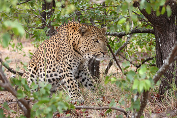 Leopard / Leopard / Panthera pardus.