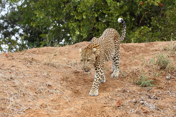 Leopard / Leopard / Panthera pardus.