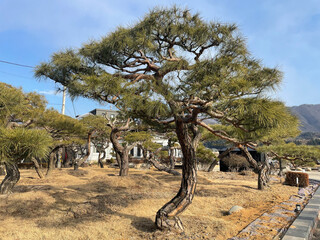 Fototapeta premium It is a tree seen in the park.