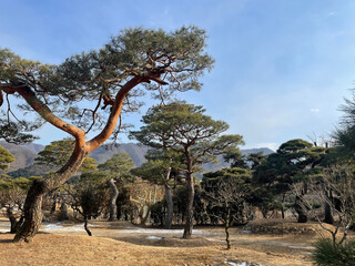 Fototapeta premium It is a tree seen in the park.