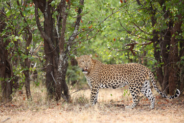 Leopard / Leopard / Panthera pardus.