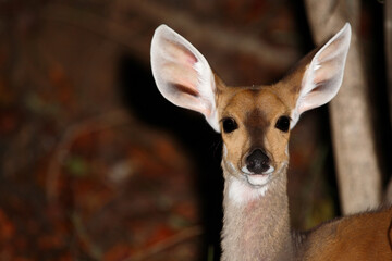 Buschbock / Bushbuck / Tregelaphus scriptus.