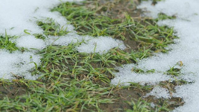 Wheat field covered with snow. Fields of winter wheat in early spring. Time lapse.