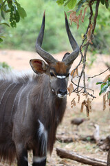 Nyala / Nyala / Tragelaphus angasii.