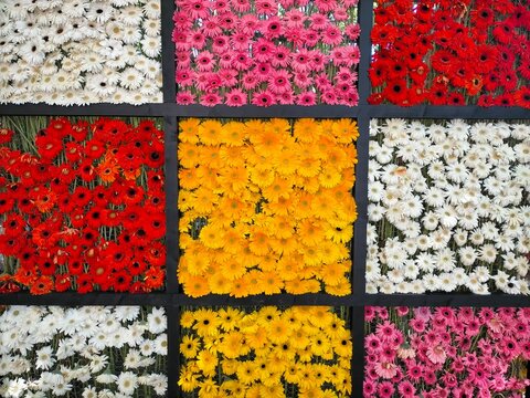 Plafond with pictures with flowers of various colors.
