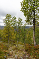 Fototapeta na wymiar Birch trees near Nupstjorn in Telemarken (Norway) on Hardangervidda.
