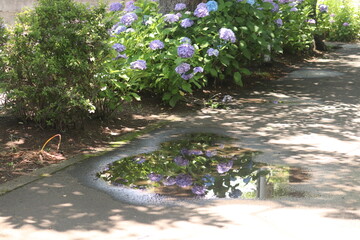 雨上がりの水溜まりに映るアジサイ