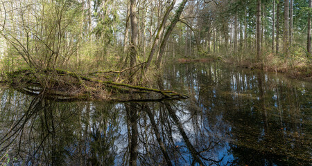 Obraz premium Remnants of natural swimming pool in Estate Zelle, The Netherlands