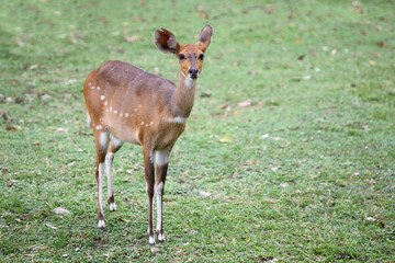 Buschbock / Bushbuck / Tregelaphus scriptus