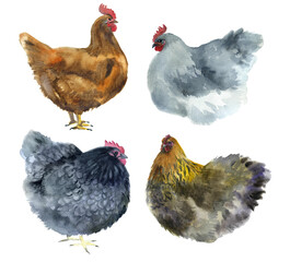 Watercolor chicken on the white background. easter spring element. family graphic wildlife artistic collection drawing. artwork egg market chicken. decorative brown illustration