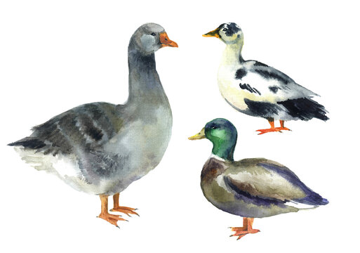 Watercolor geese on the white background. Easter, geese bird goose. painting artwork realistic season. image goose decorative hunting postcard livestock. sketch watercolor art colorful.