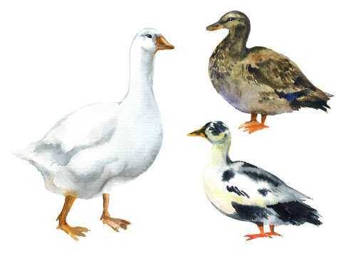 Watercolor geese on the white background. Easter, geese bird goose. painting artwork realistic season. image goose decorative hunting postcard livestock. sketch watercolor art colorful.