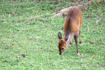 Buschbock / Bushbuck / Tregelaphus scriptus.