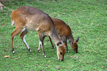 Buschbock / Bushbuck / Tregelaphus scriptus.