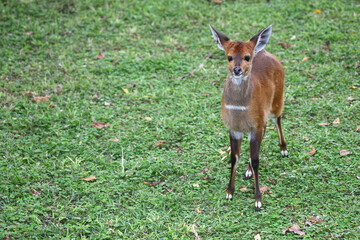 Buschbock / Bushbuck / Tregelaphus scriptus.