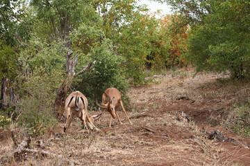Schwarzfersenantilope / Impala / Aepyceros melampus.