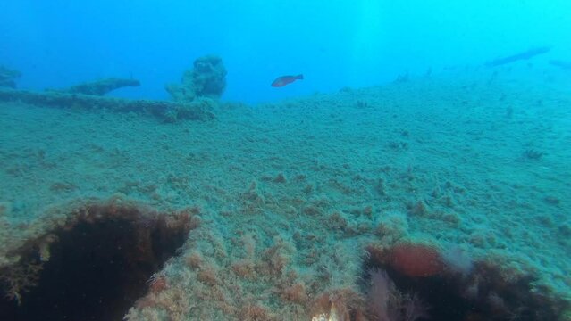 Scuba Divers Swims On The Shipwreck Swedish Ferry Zenobia. Wreck Diving in Larnaca, Cyprus.