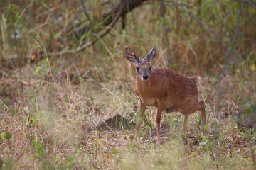 Sharpe-Greisbock / Sharpe's grysbok / Raphicerus sharpei
