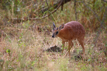 Sharpe-Greisbock / Sharpe's grysbok / Raphicerus sharpei