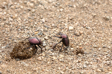 Pillendreher Käfer / Dung Beetle / Scarabaeus zambesianus