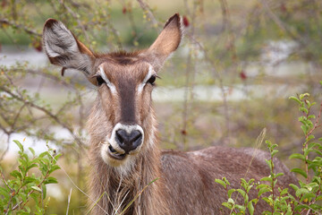 Wasserbock / Waterbuck / Kobus ellipsiprymnus
